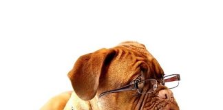 Tierhalterhaftpflicht-Versicherung / sinnvoll für alle Tierhalter