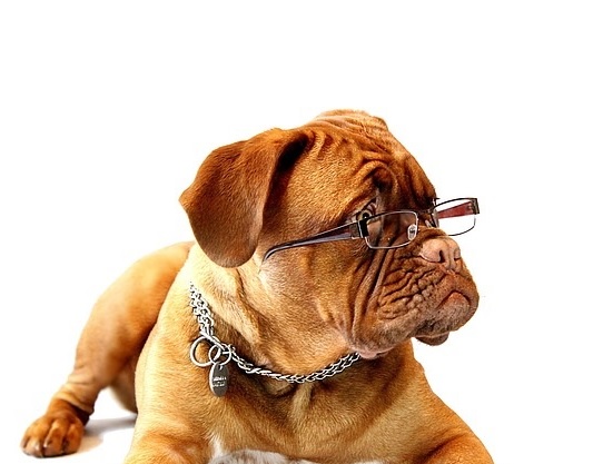 Tierhalterhaftpflicht-Versicherung / sinnvoll für alle Tierhalter